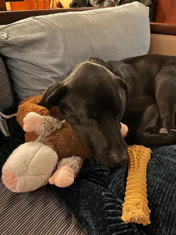 Mindy-Jack 2025 - 2 of 229.jpeg