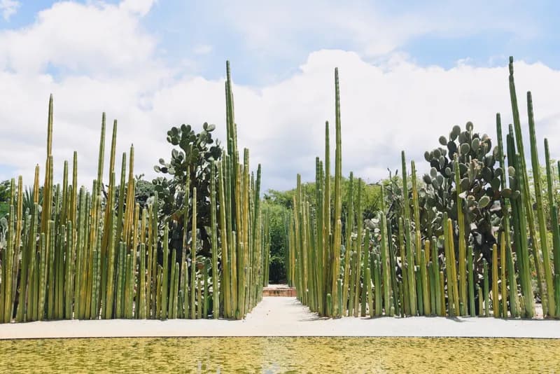 oaxaca_botanica.JPG