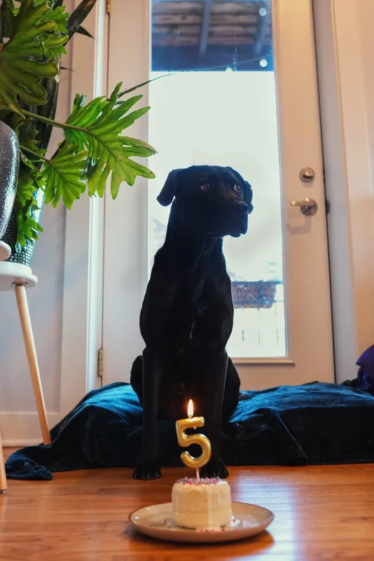 Mindy-Jack 2025 - 8 of 229.jpeg