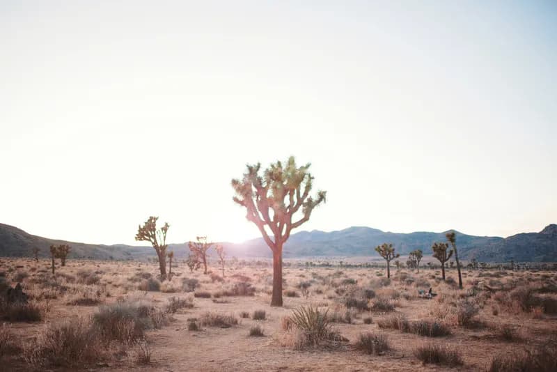 Joshua_Tree.jpg