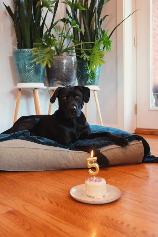 Mindy-Jack 2025 - 9 of 229.jpeg